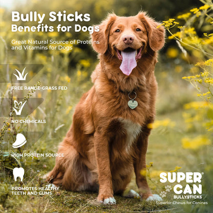 6" Junior Bully Sticks (15-Pack)